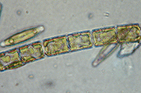 a second diatom