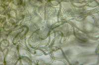 a third diatom
