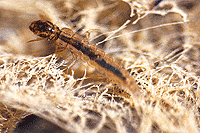 caddisfly