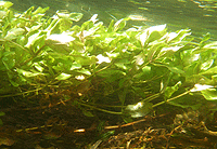 Potamogeton sp.?